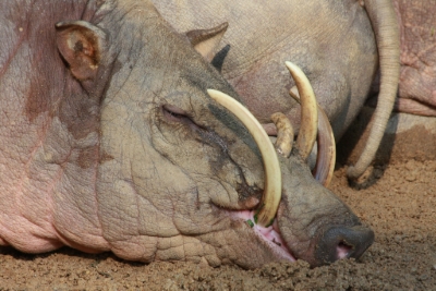 this ugly pig